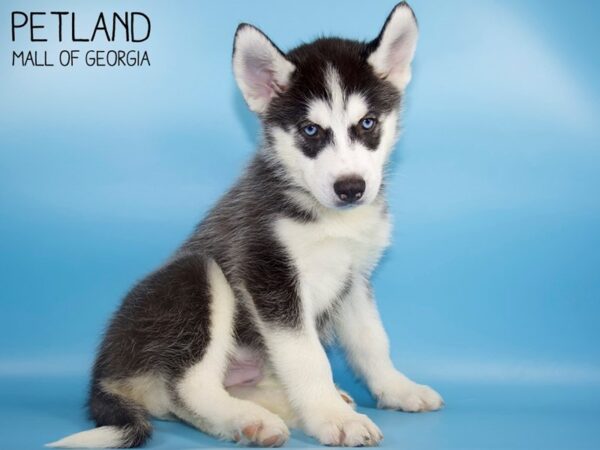 Siberian Husky DOG Male Black / White 4757 Petland Mall of Georgia