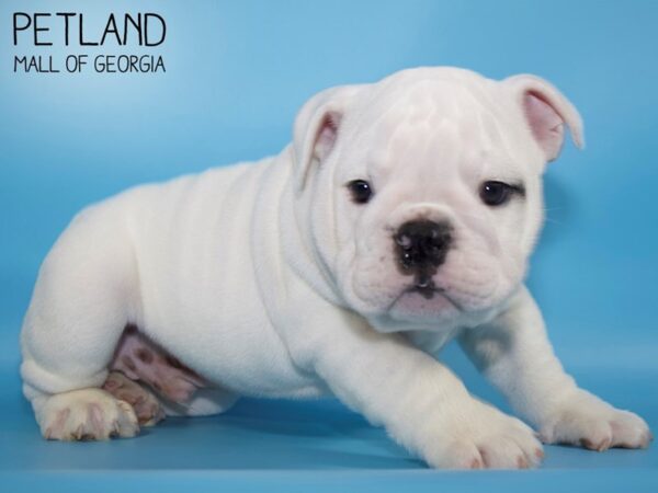 English Bulldog DOG Male White 4762 Petland Mall of Georgia