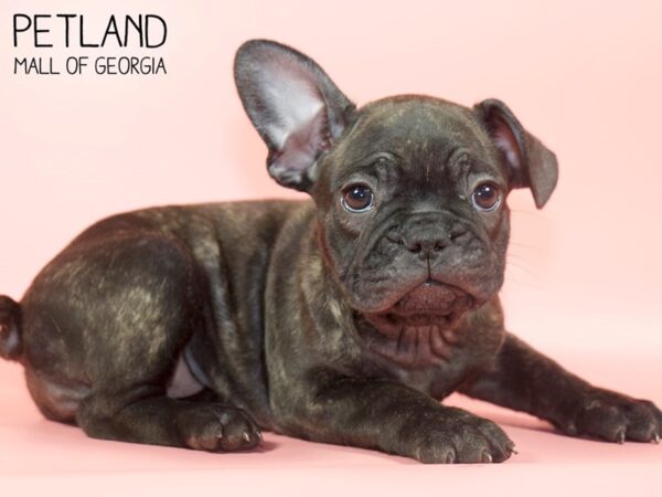 French Bulldog DOG Female Brindle 4765 Petland Mall of Georgia