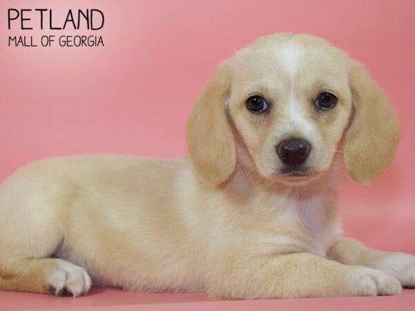 Miniature Aussie Hound-DOG-Female-Cream-4768-Petland Mall of Georgia