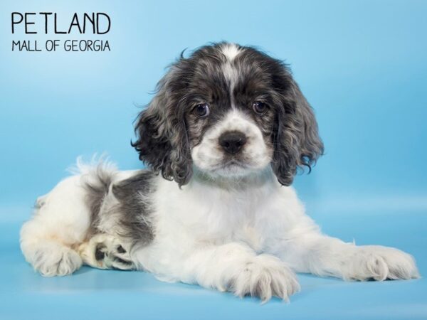 Cocker Spaniel DOG Male Blue Roan Parti 4796 Petland Mall of Georgia