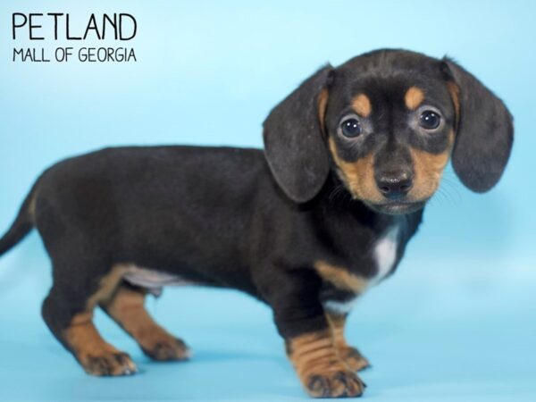 Dachshund DOG Male Black / Tan 4794 Petland Mall of Georgia