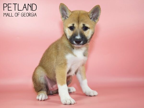 Shiba Inu DOG Female Red 4789 Petland Mall of Georgia