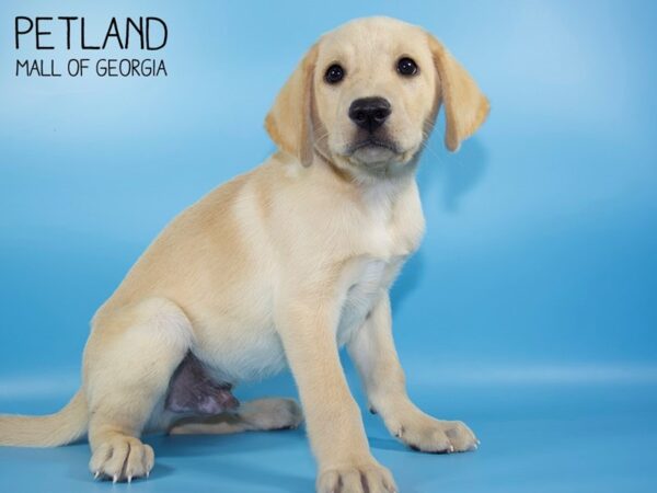 Labrador Retriever DOG Male Yellow 4785 Petland Mall of Georgia