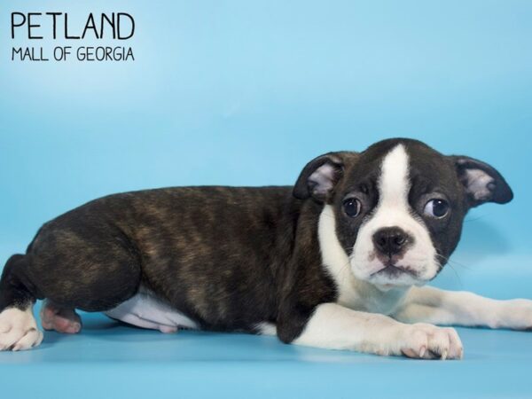 Boston Terrier DOG Male BLK WH 4779 Petland Mall of Georgia