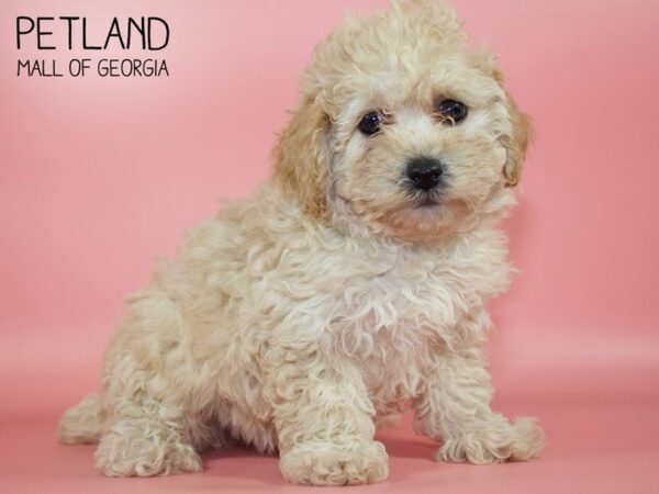 Bichonpoo-DOG-Female-LIGHT RED-4776-Petland Mall of Georgia