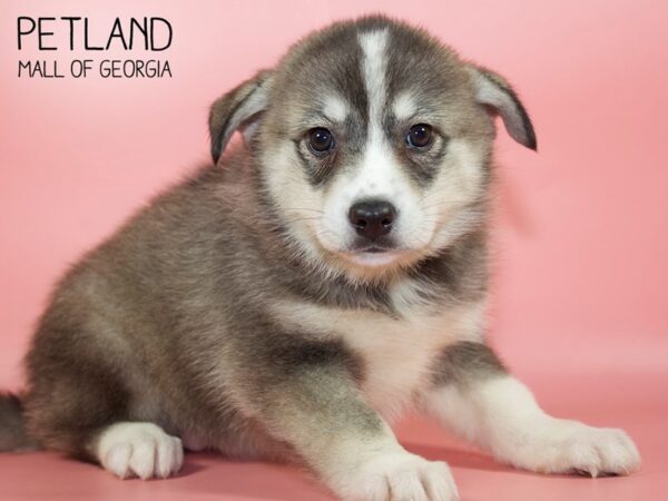 Huskimo-DOG-Female-AGOUTI-4775-Petland Mall of Georgia