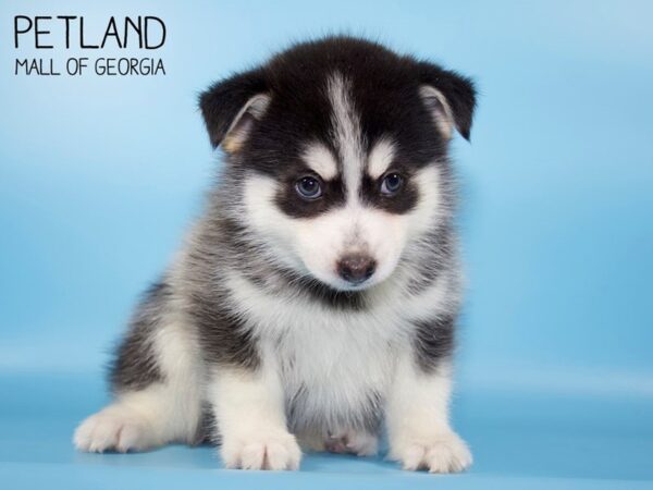 Pomsky DOG Male BLK WHITE 4773 Petland Mall of Georgia