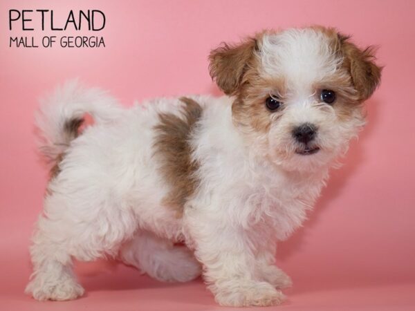 MorkieChon-DOG-Female-BROWN WH-4808-Petland Mall of Georgia