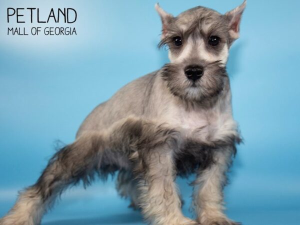 Miniature Schnauzer DOG Male SALT PEPPER 4807 Petland Mall of Georgia