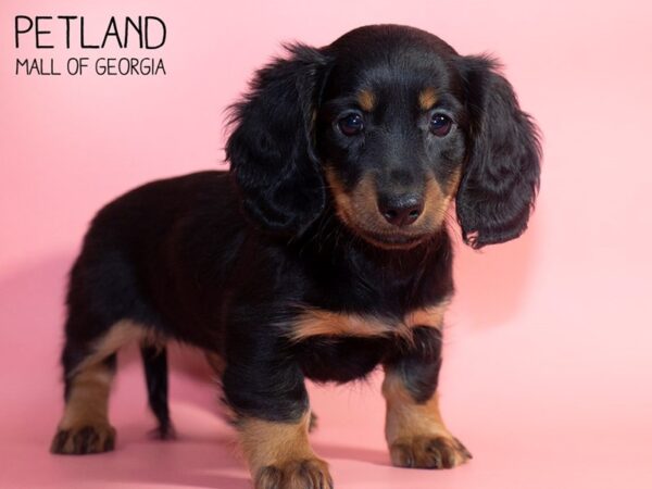 Miniature Dachshund-DOG-Female-BLK TAN-4804-Petland Mall of Georgia