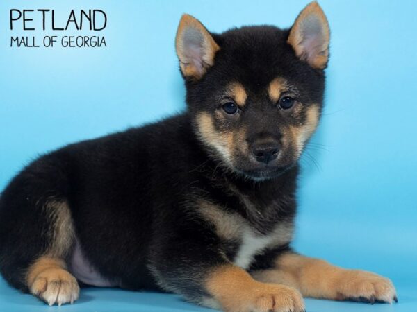 Shiba Inu DOG Male Blk & Tan 4800 Petland Mall of Georgia