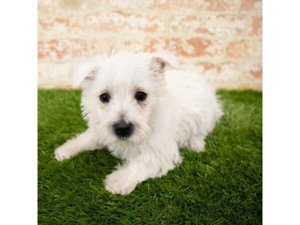 West Highland White Terrier-DOG-Female-White-4844-Petland Mall of Georgia