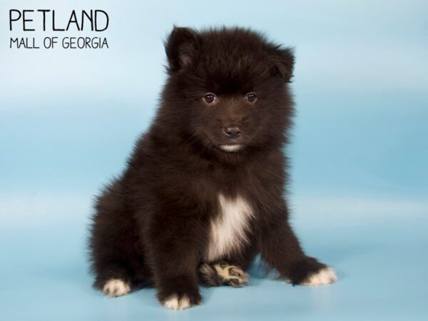 Pomsky 2nd Gen-DOG-Male-Black-4838-Petland Mall of Georgia