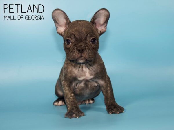 French Bulldog DOG Male Brindle 4834 Petland Mall of Georgia