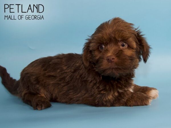 Havanese DOG Male CHOC WHITE 4823 Petland Mall of Georgia