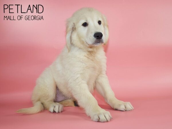 Goldendoodle-DOG-Female-Golden-4817-Petland Mall of Georgia