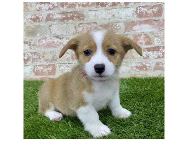 Pembroke Welsh Corgi DOG Female Red / White 4860 Petland Mall of Georgia