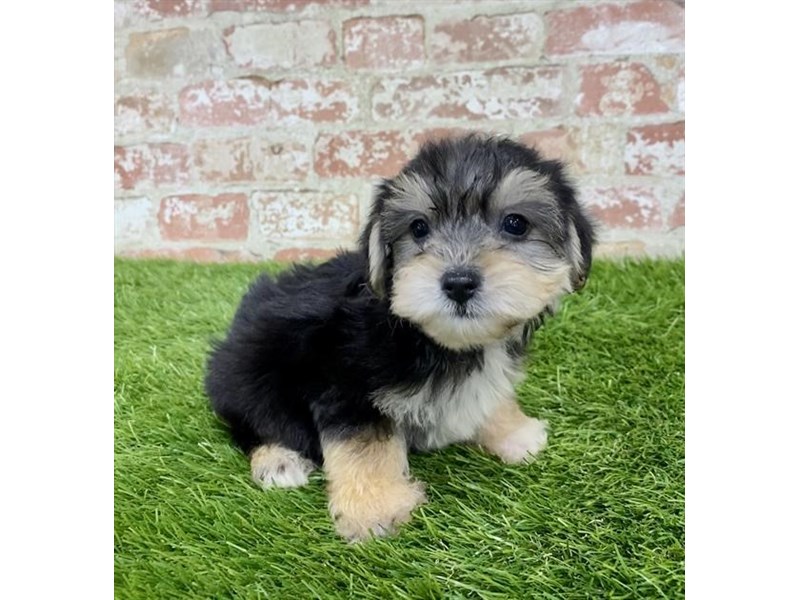 YorkiepooDOGMaleBlack / Tan2858338Petland Mall of