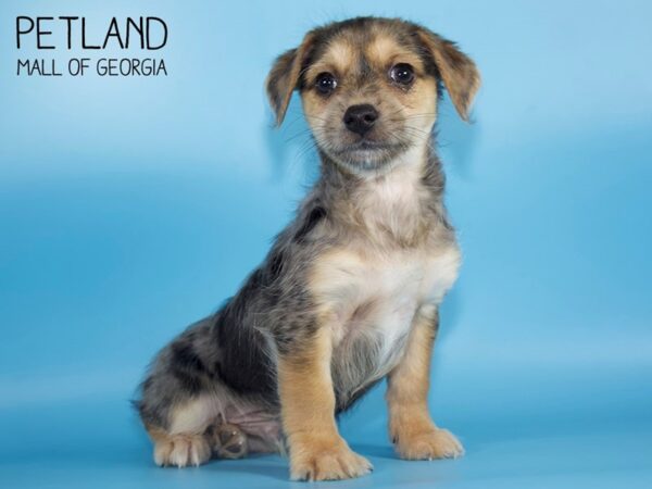 Yorkie Poo Mix-DOG-Male-BLUE MERLE-4904-Petland Mall of Georgia