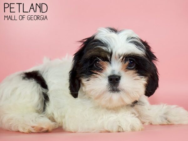 Cava Tzu-DOG-Female-TRI-4903-Petland Mall of Georgia