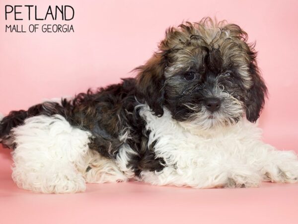 Shihpoo-DOG-Female-brown white-4899-Petland Mall of Georgia