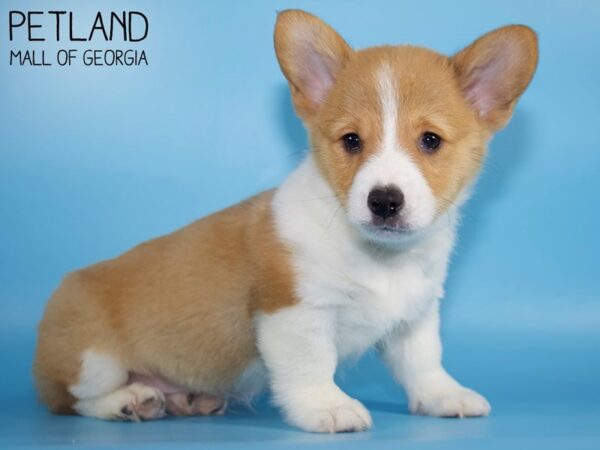 Pembroke Welsh Corgi DOG Male RED WHITE 4934 Petland Mall of Georgia