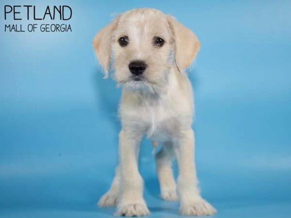 Schnocker-DOG-Male-BUFF WHITE-4926-Petland Mall of Georgia