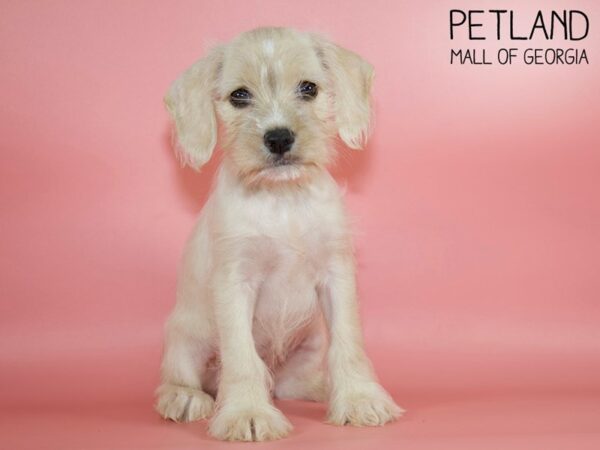 Schnocker-DOG-Female-BUFF WHITE-4925-Petland Mall of Georgia