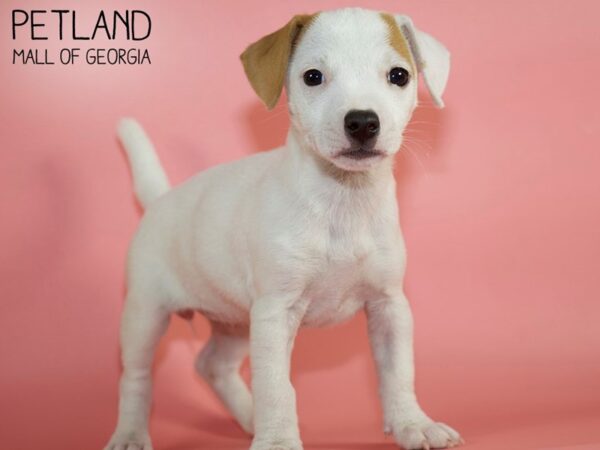 Sottobicchiere Con Cucciolo Di Jack Russell Terrier | Sughero Sul Retro, 9,5x9,5 Cm | Regalo Per Amanti Dei Cani
