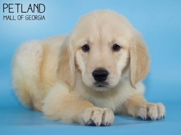 Goldendoodle-DOG-Male-Golden-4940-Petland Mall of Georgia