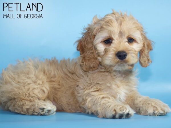 Cock A Poo 2nd Gen-DOG-Male-Buff-4982-Petland Mall of Georgia