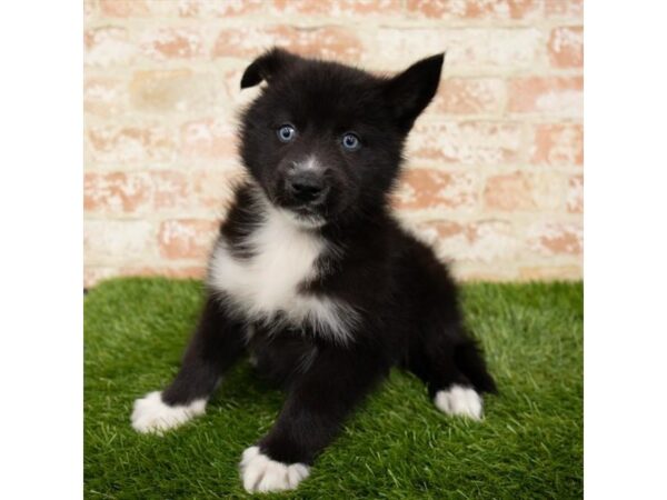 Pomsky 2nd Gen-DOG-Male-Black-5010-Petland Mall of Georgia