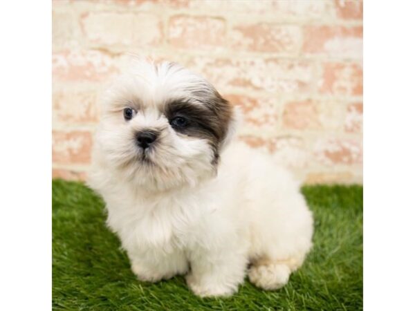 Shihpoo-DOG-Female-White-5011-Petland Mall of Georgia