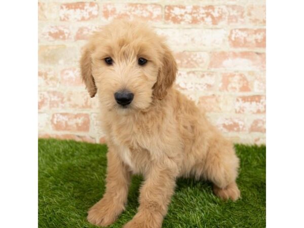 Goldendoodle-DOG-Female-Golden-5025-Petland Mall of Georgia