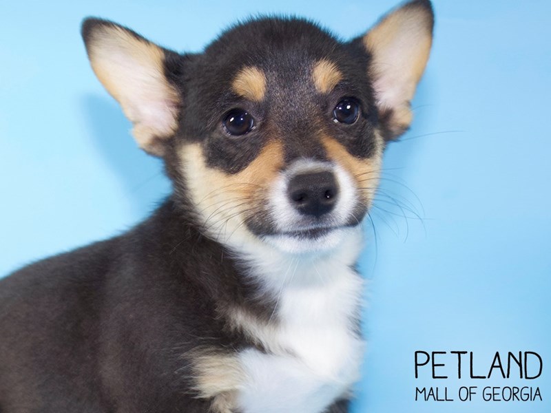 Pembroke Welsh Corgi Puppy Black White / Tan ID:5016 Located at Petland ...