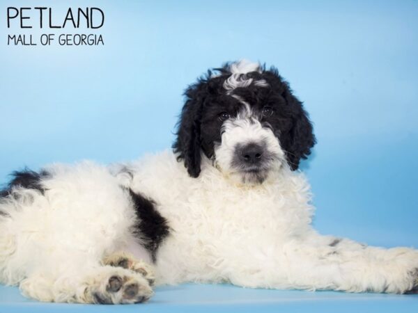 Standard Poodle-DOG-Male-Black & White-4991-Petland Mall of Georgia