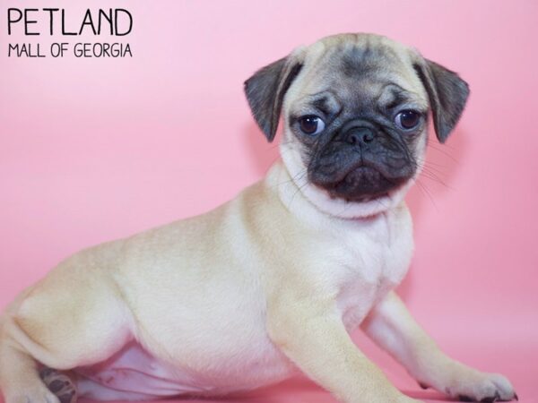 Pug DOG Female Fawn 5056 Petland Mall of Georgia