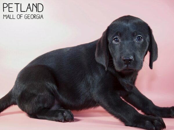 Labrador Retriever DOG Female Black 5089 Petland Mall of Georgia