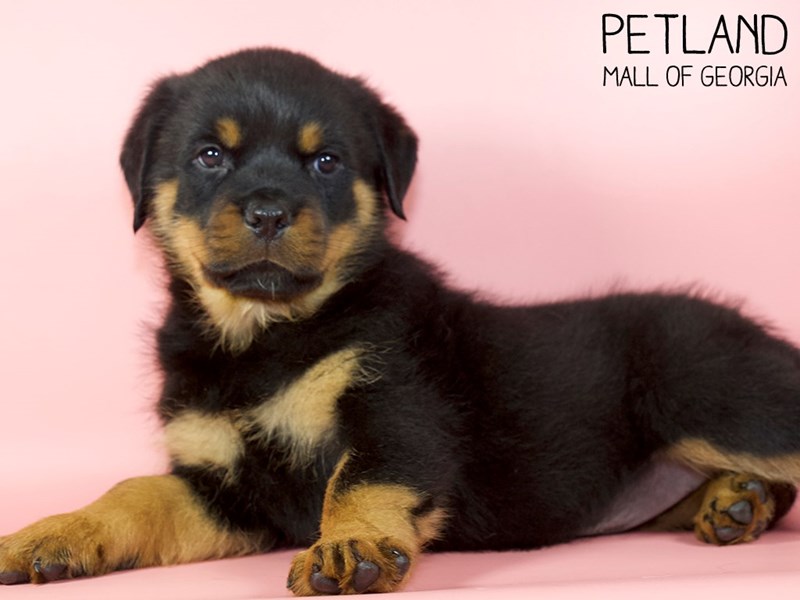 Rust Colored Rottweiler Rottweiler Puppy Black / Rust ID:5094 Located at Petland Mall of Georgia