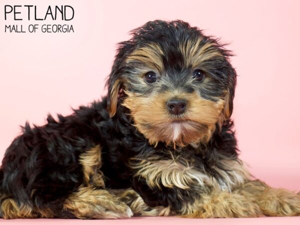 Yorkshire Terrier DOG Female Black / Tan 5145 Petland Mall of Georgia