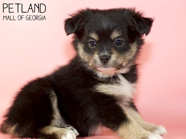 Aussiepom-DOG-Female-Black / Tan-5144-Petland Mall of Georgia