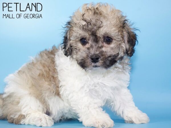 Teddy Bear DOG Male Gold / White 5129 Petland Mall of Georgia