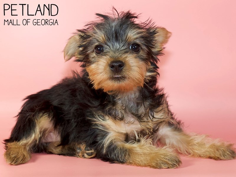 Silky TerrierDOGFemaleBlack / Tan2928617Petland Mall of