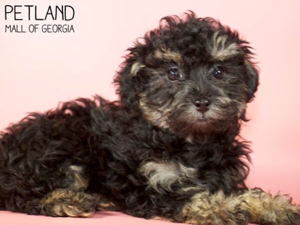 Miniature Poodle DOG Female Phantom 5177 Petland Mall of Georgia