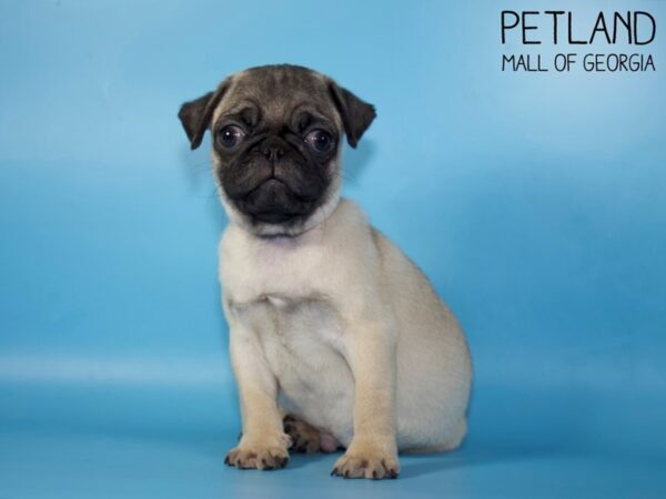 Pug DOG Male Fawn 5168 Petland Mall of Georgia