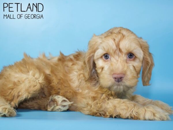 Cockapoo DOG Male Apricot 5166 Petland Mall of Georgia