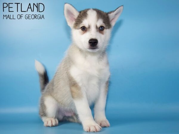 Huskimo-DOG-Male-SILVER WH-5162-Petland Mall of Georgia