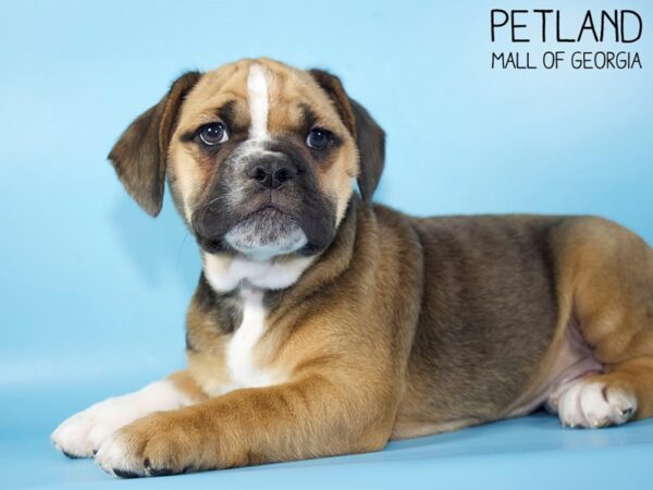 Beabull Bulldog-DOG-Male-fawn wh-5148-Petland Mall of Georgia