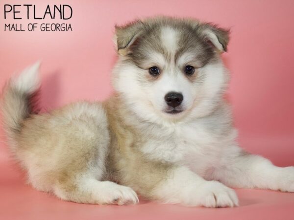 Huskimo-DOG-Female-SILVER WHITE-5201-Petland Mall of Georgia